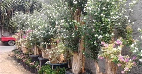 Barangkali kamu tahu jenis tanaman ini tapi berbeda nama. Tanaman Pohon Bonsai Bunga Melati Jasmine - Pusat Tanaman Hias