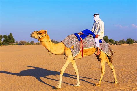 Camel safari tour with sand surfing, quad bike, soft drinks, and 4x4 pick & drop. Dubai Sunrise Camel Trekking, Dubai