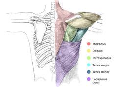 Learn how to draw the lower back muscles by learning their form. GREAT website that shows you how to draw EVERYTHING - example: Bones and muscles of the chest ...