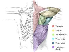 Don't draw the muscles as a series of lines. GREAT website that shows you how to draw EVERYTHING ...