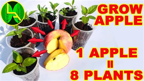 Place the seed carefully in them. How to grow apple plants from seeds and free plants for my ...