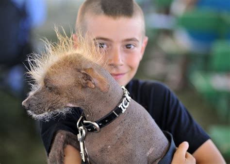 Acqua passata non macina più. California, alla ricerca del cane più brutto del mondo ...