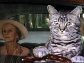 #my gif #toonces #toonces the driving cat #snl #steve martin #saturday night live #victoria jackson #gif #gifs #gifset #vintage #television #vintage television … Category: Toonces The Cat - The Emmett Lee Dickinson Museum