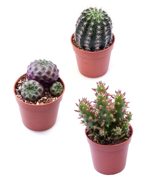 Cacti and other plants are generally sold in plastic grow pots, and a big mistake that people make is not immediately repotting the plants when they get home. Kaktus mix - Viherpeukalot.fi