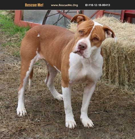 We are run solely on the donations of our supporters. ADOPT 18121800413 ~ American Bulldog Rescue ~ Pipe Creek, TX