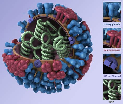 Influenza a viruses are classified by subtypes based on the properties of their hemagglutinin (h) and neuraminidase (n) current subtypes of influenza a viruses that routinely circulate in people include: CDC Novel H1N1 Flu | 2009 H1N1: Overview of a Pandemic ...