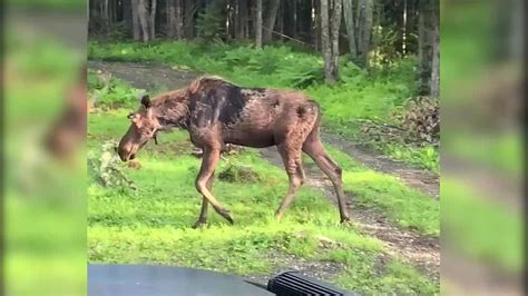 Check spelling or type a new query. Watch: Moose stops by backyard in the Great North Woods