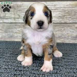 Australian shepherd, bernese mountain dog and poodle. Australian Mountain Doodle Puppies for Sale | Greenfield ...