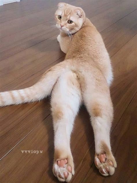 Ginger the cat from snowy russia! Image by Winters Snow on GINGER CATS | Kittens and puppies ...