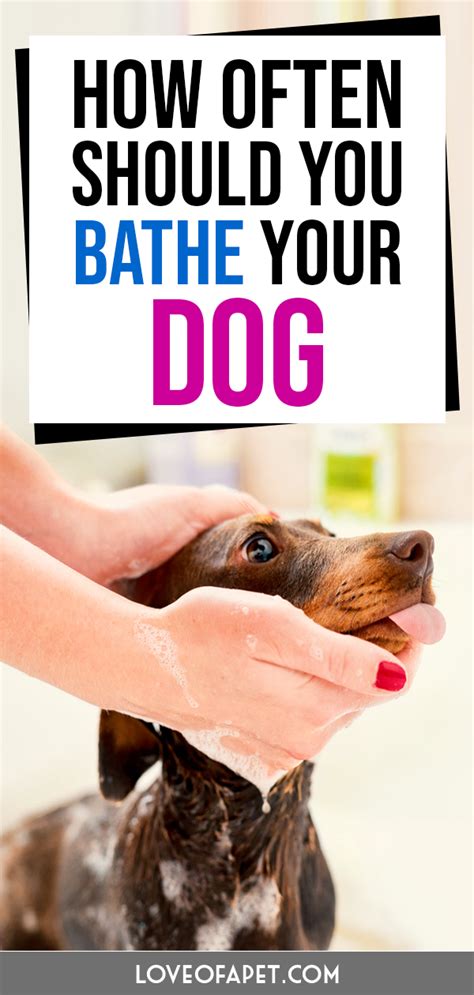 If you are cleaning the baby's diaper area well and changing the diaper frequently, then your baby need not have a bath every day. How Often Should You Bathe Your Dog? - Love Of A Pet ...