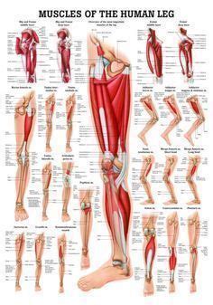The muscles in the anterior compartment of the thigh are innervated male muscular system, full anatomical body diagram with muscle scheme, vector illustration educational poster. Anatomy Of Leg Muscles And Tendons Anatomy Diagram Leg ...