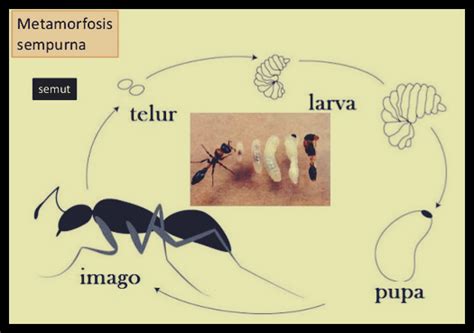 Perubahan fisik tersebut terjadi akibat pertumbuhan sel dan diferensiasi sel yang secara. Metamorfosis Sempurna Dan Tidak Sempurna - Sumber Pengetahuan