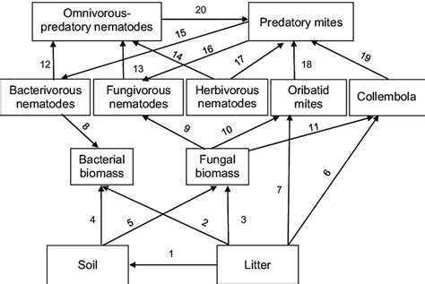 08 87334457 or 02 66225150 or email: The initial model of the soil food web. Predictors were ...