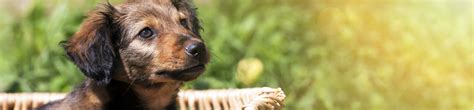 The darke county animal shelter is recognized by the best friends animal society as a no kill shelter. ANIMAL SHELTER | Mississippi's Hancock County