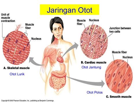 Mereka terdiri dari berbagai bagian yang memiliki fungsi yang unik dalam proses mengunyah. Otot Manusia (Pengertian, Karakteristik, Fungsi, Jenis dan ...