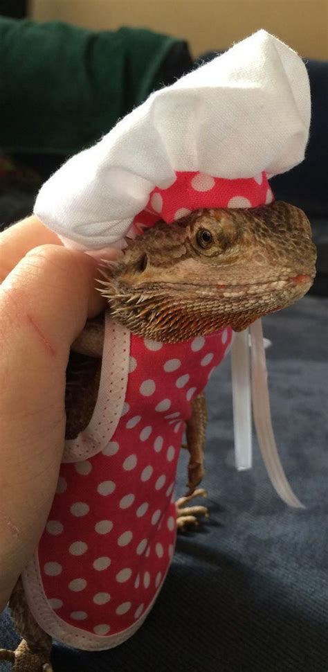 Treat bathing your beardie like bathing a baby! Handmade Chef's Outfit for Bearded Dragons by ...