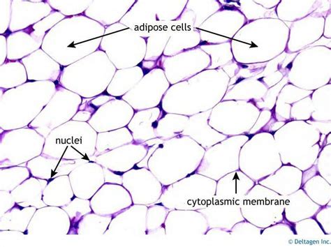 Adipose tissue is a type of connective tissue composed of fat storing cells that harvest and utilize the energy in fats. Pin on Connective Tissue