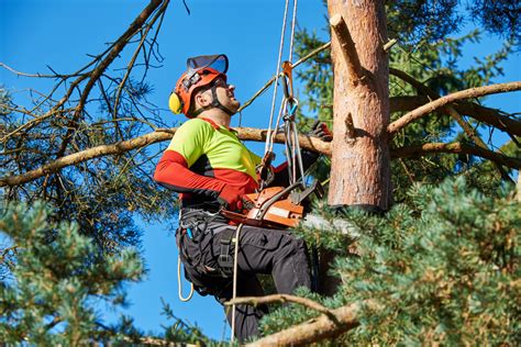 In lithia fl, we offer tree trimming services, tree removal, tree pruning, tree cutting, residential and commercial tree trimming services, storm damage, emergency tree removal, land clearing, tree companies, tree care service, stump grinding, and we're the best tree trimming company near you guaranteed! Hallandale Beach - South Florida Tree Trimming and Stump ...