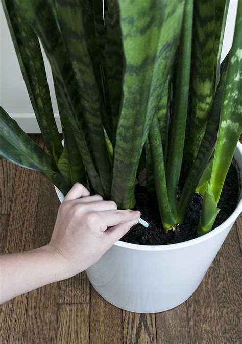 Indoor plants are a special case from plants in general, because their roots are in an extremely closed environment, and they are totally dependent on for some indoor plants, repotting once a year with fresh soil often provides all the needed minerals. Good tips on healthy houseplants including fertilizing ...