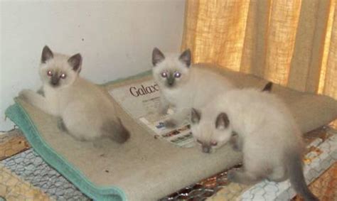 Applehead kittens for sale applehead siamese cat breeders balinese kittens. Siamese kittens - Lynx point for Sale in Mount Sterling ...