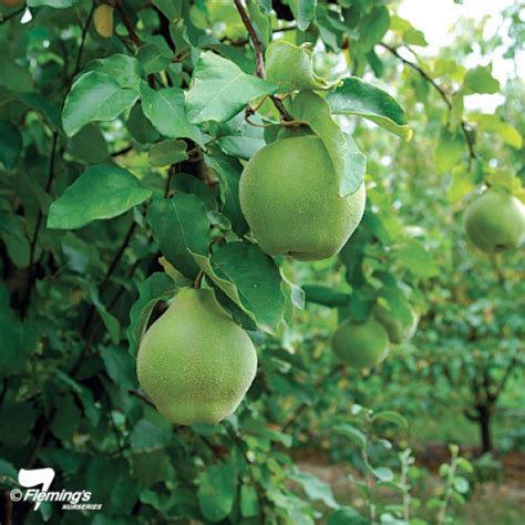 Our pot grown vranja quince trees can be planted at any time of the year, whereas bare root quince trees need to be planted between november and march. Buy Quince Champion Fruit Tree - Cydonia oblonga