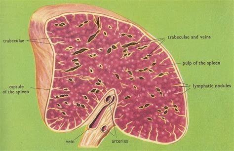 In vertebrate anatomy, ribs (latin: Spleen. Causes, symptoms, treatment Spleen