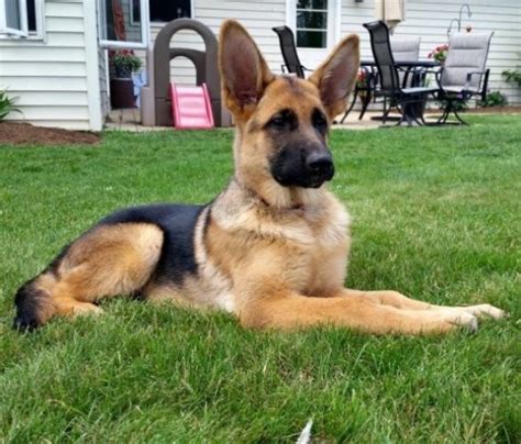 In germany purebred german shepherd breeders would be required to show their dogs at the german sieger shows to obtain breeding titles, which would continue to improve the breed. Gold Puppies Home, German Shepherd Dog Breeder in Carlisle ...