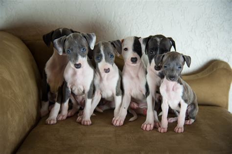 In the puppies' parentage, going back 3 generations, earned an akc conformation. Home - ITALIAN GREYHOUND PUPPIES