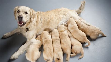 If you do not know how many puppies to expect, you may not be able to. How Many Litters Can A Dog Have? - Barking Royalty