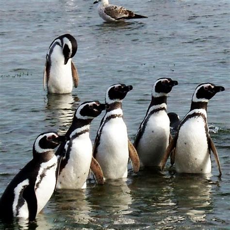 Have you ever seen a penguin come to tea? Have you ever seen a Penguin Choir ! ? (With images) | The ...