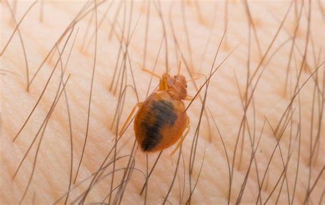 Most ultrasonic mouse repellers are safe for household pets such as dogs and cats do ultrasonic pest repellents really work? How Does Bed Bug Control Work?