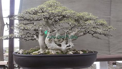 31 bonsai serut yang keren bosan dengan tanaman hias yang konvensional dan ingin membuat cara pruning, wiring dan pembentukan awal bahan bonsai serut (streblus asper) like dan follow. Panduan Lengkap Cara Membuat Bonsai Serut Bagi Pemula ...