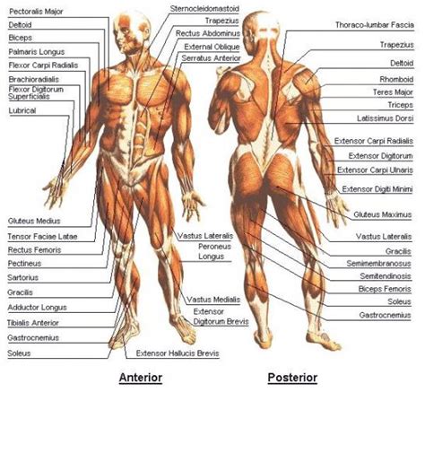 Broadly considered, human muscle—like the muscles of all vertebrates—is often divided into striated muscle, smooth. Health Nutrition Fitness: Anatomy