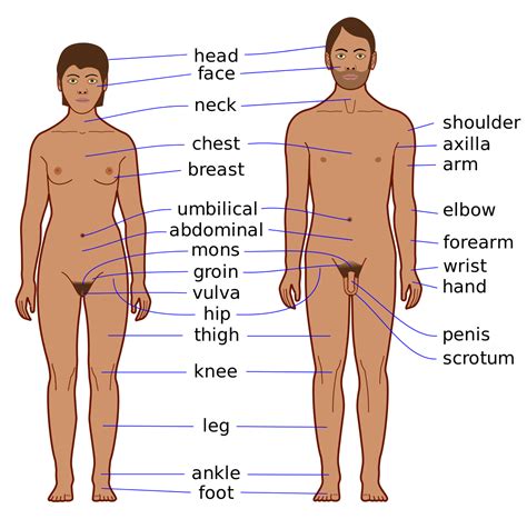 ✓ free for commercial use ✓ high quality images. File:Human body features EN.svg - Wikimedia Commons