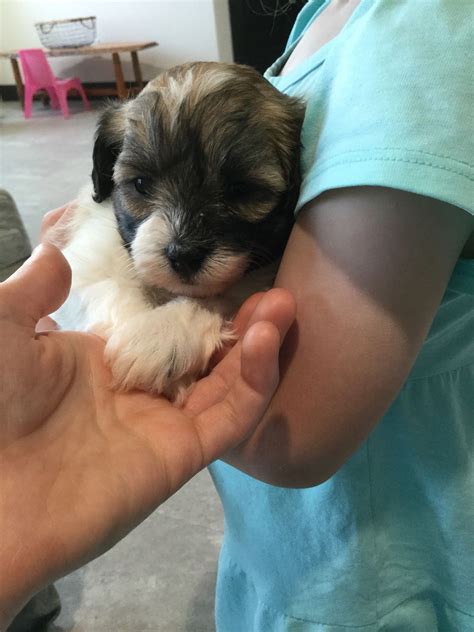 Say hello to these sweet little havanese puppies. Pin on Puppy's