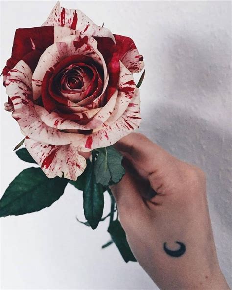 Scroll down below to explore more related aesthetic, rose, white rose, png. #flower #flowers #mood #nature #tumblr #rose #inspiration ...