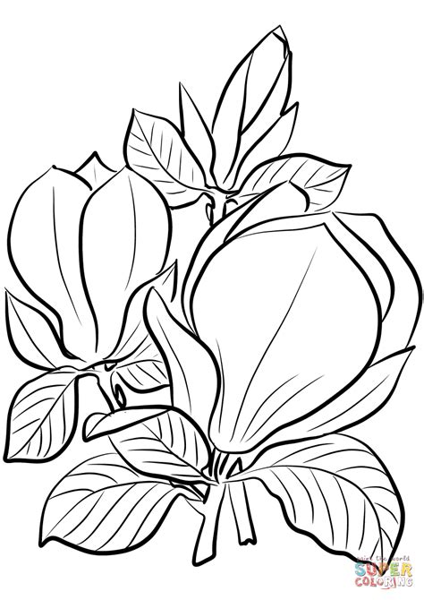 Their blooming in spring is spectacular: Saucer Magnolia coloring page | Free Printable Coloring Pages