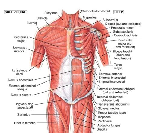 The shoulder anatomy includes the anterior deltoid, lateral deltoid, posterior deltoid, as well as the 4 rotator cuff muscles. Pictures Of Male Groin Muscles | Shoulder muscle anatomy, Neck muscle anatomy, Muscle diagram
