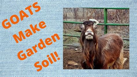 First up, test your soil with a kit from your local county extension office , if available, or your local. My Goats Make AMAZING Garden Soil - YouTube