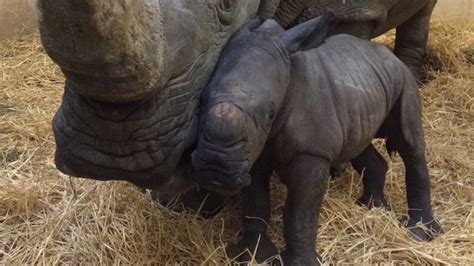 On a snowy christmas eve, a baby white rhino was born at the toronto zoo. This baby rhino is the Toronto Zoo's first birth of 2018