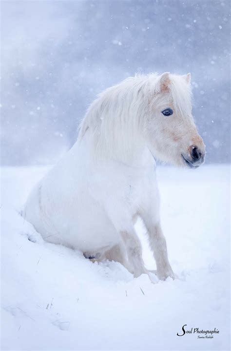 ❤ get the best cute horse wallpapers on wallpaperset. White fuzzy pony sitting in the snow. So cute! | Horses ...