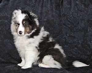 If you are looking to adopt or buy a sheltie take a look here! Shetland Sheepdog Breeder NY | Sheltie Puppies for Sale NY