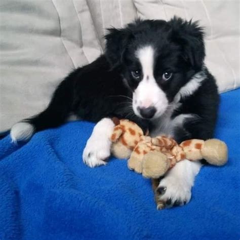 Grooming expenses border collies typically come covered in black fur with white blazes in the face, neck, legs, fe. BORDER COLLIE PUPPY.... my heart skipped a beat when I saw ...