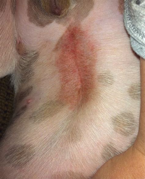 The first instinct is usually to google, isn't it? Rash On Dog Belly - petfinder