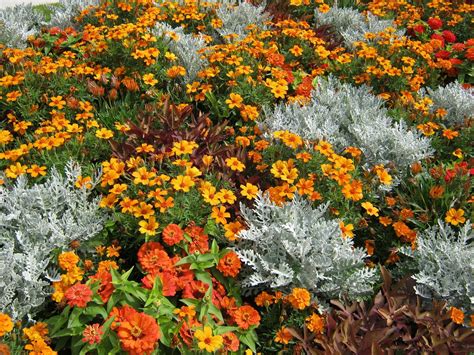 Maybe you would like to learn more about one of these? Star Nursery Blog: 5 No-Stress Summer Flowers That Last