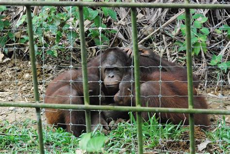 Things to do near bukit merah orang utan island foundation. Ersatz Expat: Orang-utans!