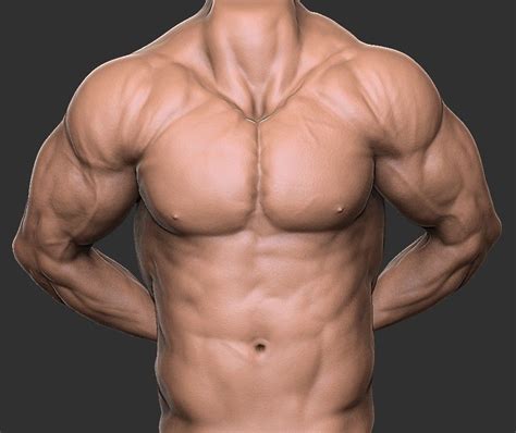 This is removed or circumcised in some males shortly. Male Torso Anatomy Study, Euler Ribeiro em 2020 (com imagens)