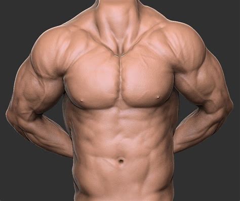 Collection by character design references. Male Torso Anatomy Study, Euler Ribeiro em 2020 (com imagens)