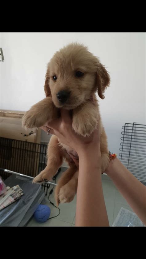 Residential property for sale in kuala lumpur. Golden Retriever Puppy For Sale Promotion Price FOR SALE ...