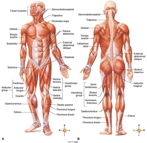 In these organs, muscles serve to move substances throughout. Diagrams- Muscular System - Mr. I's Biology Resource page!!